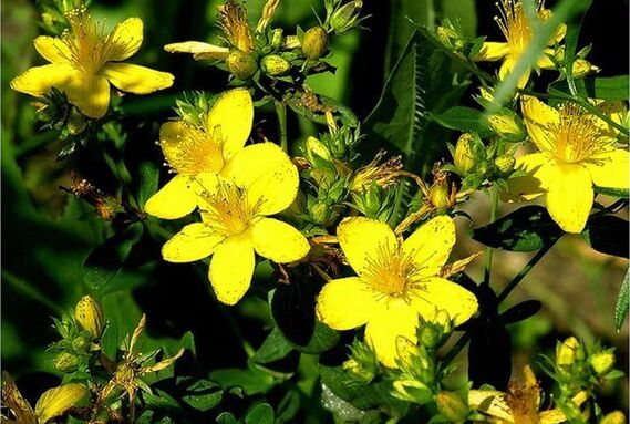 St. John's wort is a medicinal plant that helps with prostatitis